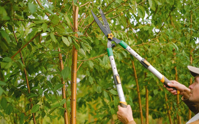 Tree trimming in Watkins, IA
